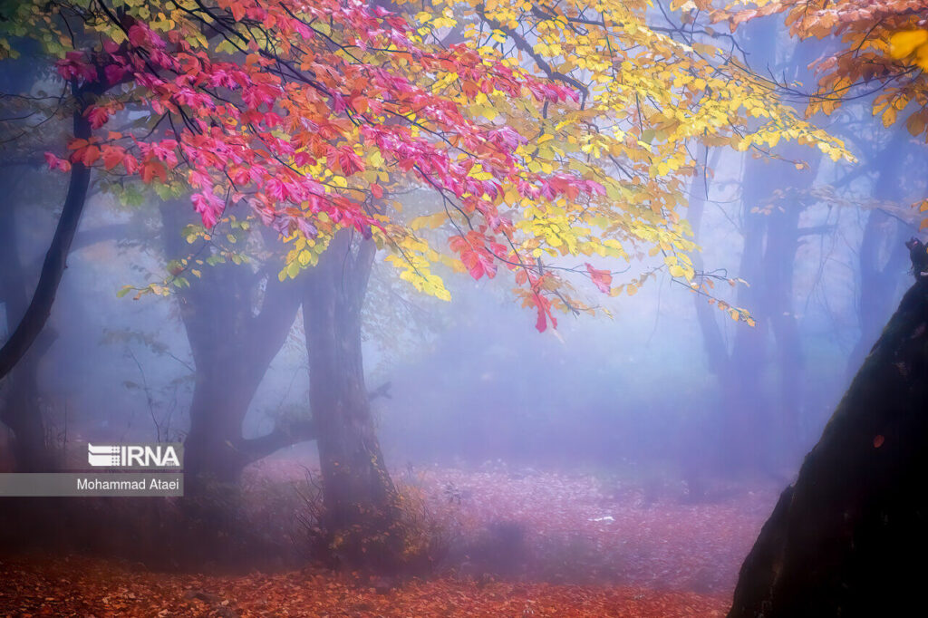 forêts du nord de l'Iran une poésie d'automne