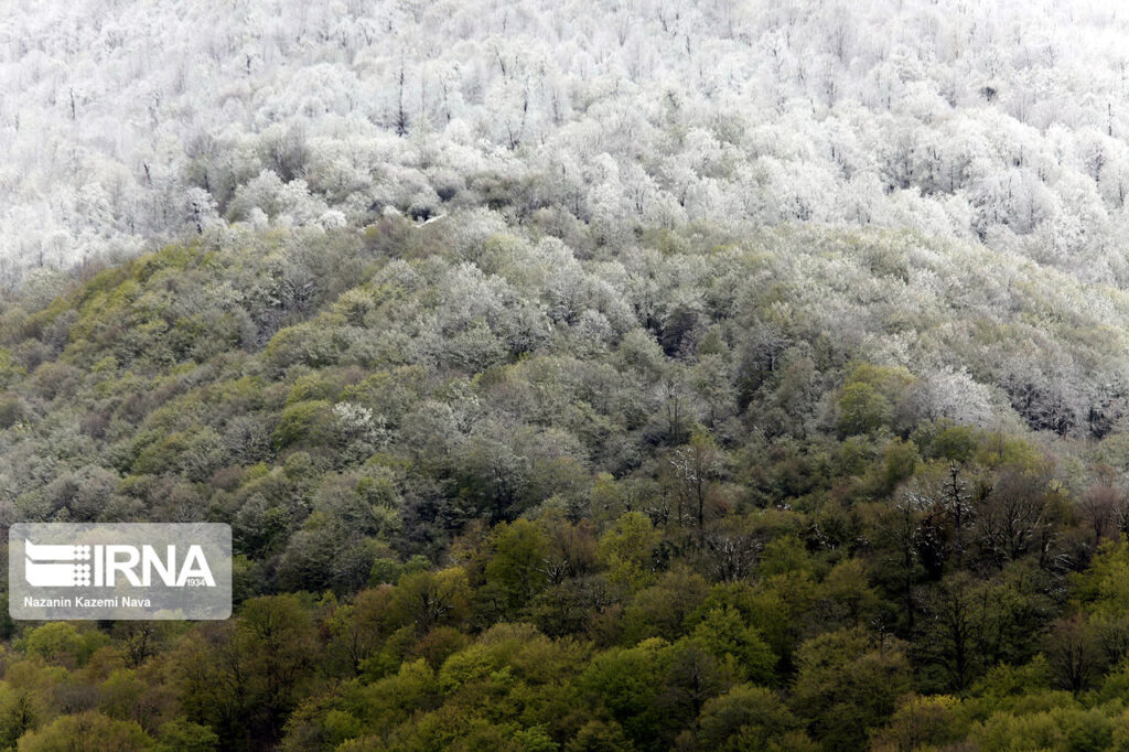 forêts hyrcaniennes hiver