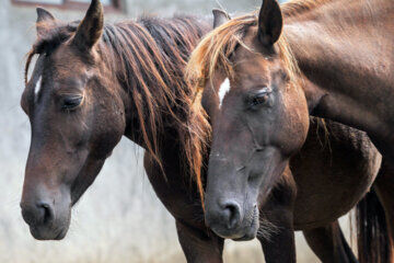 chevaux caspiens