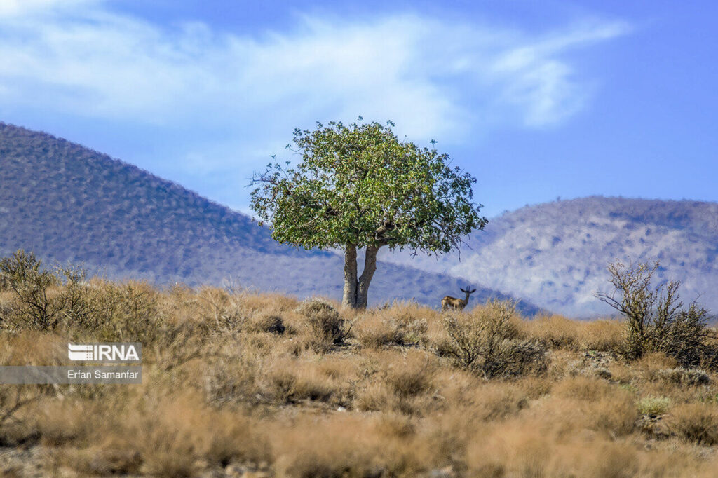 Bahram-é Gour (Iran)