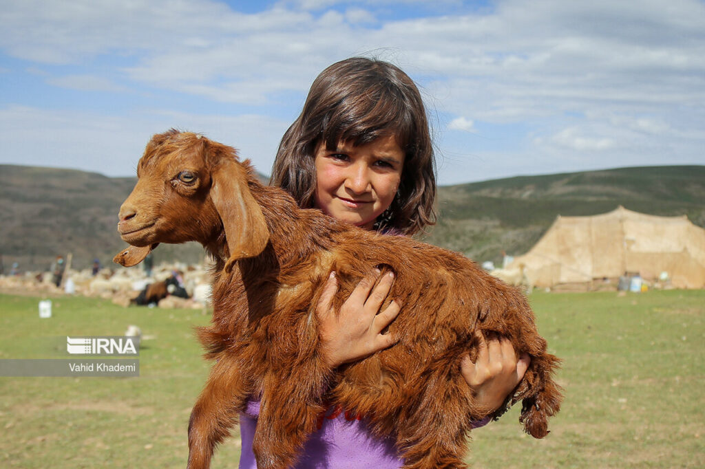 nomades de Kormandj (Iran)