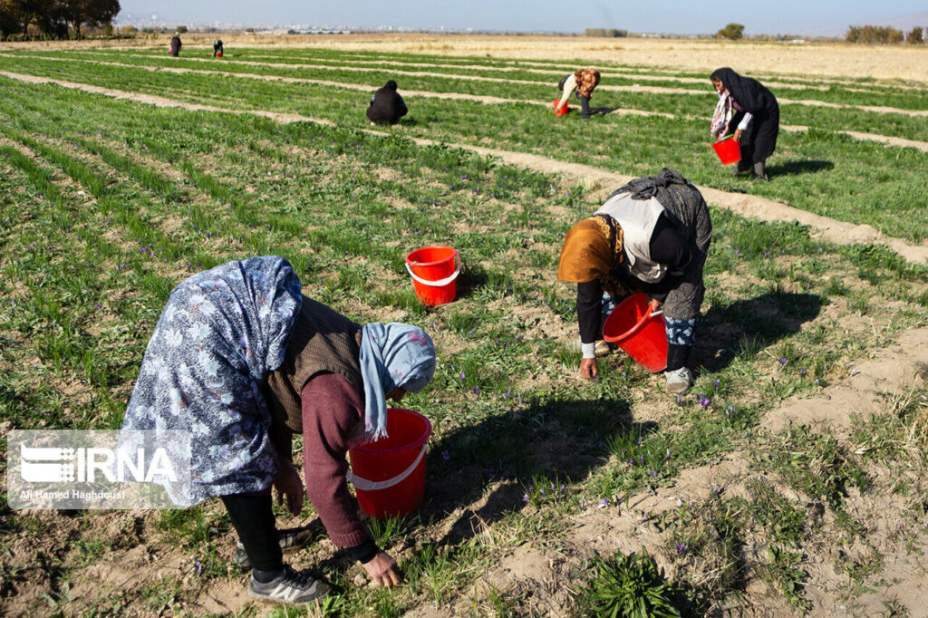 récolte du safran en Iran