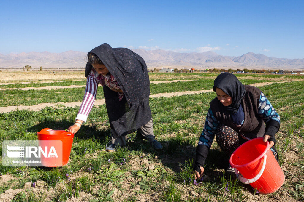 récolte safran en Azerbaïdjan de l'est